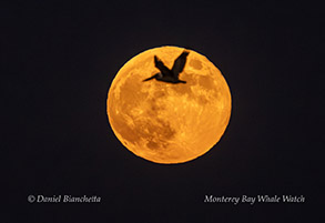 Pelican and full moon photo by daniel bianchetta