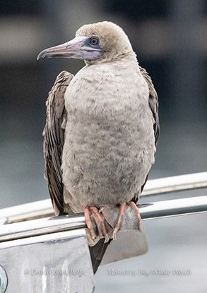 Red-footed Booby, rare in this area photo by daniel bianchetta