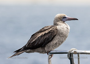 Red-footed Booby photo by daniel bianchetta