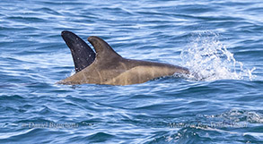 Risso's Dolphin calf with fetal folds photo by daniel bianchetta