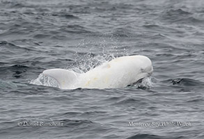 White Risso's Dolphin Casper by daniel bianchetta