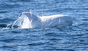 White Risso's Dolphin Casper photo by daniel bianchetta