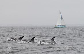 Risso's Dolphins and sailboat photo by daniel bianchetta