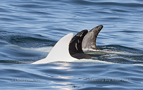 Risso's Dolphins Casper and friends photo by daniel bianchetta