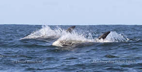 Risso's Dolphin pair surfing through the swells photo by daniel bianchetta