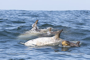 Risso's Dolphins with young calf photo by daniel bianchetta