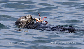 Southern Sea Otter eating a crab photo by daniel bianchetta