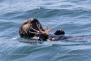 Sea Otter eating a Crab photo by daniel bianchetta