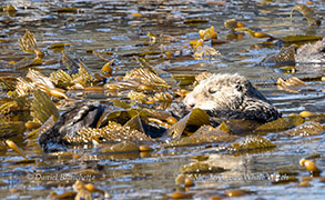 Southern Sea Otter in kelp by daniel bianchetta