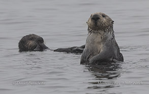 Sea Otter mom and pup photo by daniel bianchetta