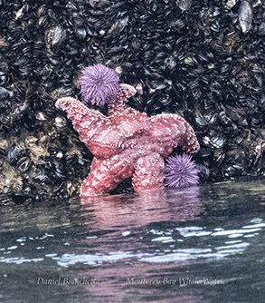 Sea Star and Sea Urchins photo by daniel bianchetta