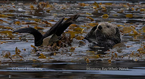 Southern Sea Otter in kelp photo by daniel bianchetta