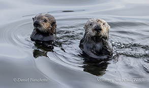 Southern Sea Otter mother and pup photo by daniel bianchetta