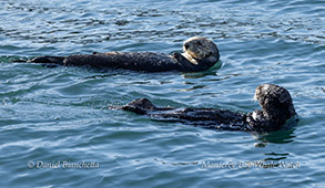 Southern Sea Otters photo by Daniel Bianchetta
