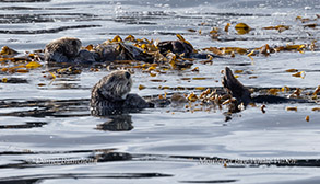 Southern Sea Otters in kelp photo by daniel bianchetta