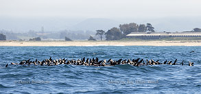 Thermoregulating Sea Lions photo by daniel bianchetta