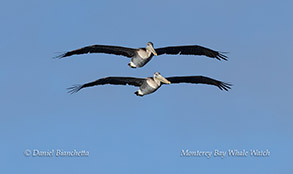 Two Pelicans photo by daniel bianchetta
