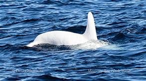 White Risso's Dolphin Casper photo by daniel bianchetta