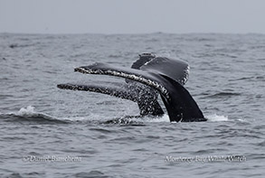 Two Humpback Whales diving photo by Daniel Bianchetta