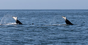 Two Killer Whale tails photo by Daniel Bianchetta