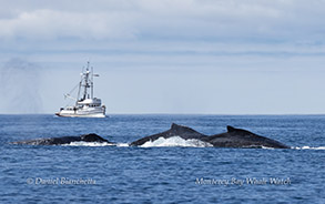 Three Humpback Whales photo by Daniel Bianchetta