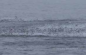 Fish flash of anchovy boiling at the surface as they try to escape a hungry Humpback mouth below the surface photo by Daniel Bianchetta