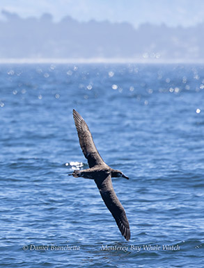 Black-footed Albatross photo by Daniel Bianchetta