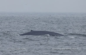 Blue Whale  photo by Daniel Bianchetta