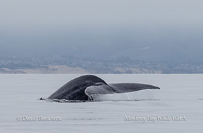 Blue Whale photo by Daniel Bianchetta