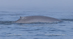 Blue Whale photo by Daniel Bianchetta