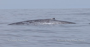 Blue whale surfacing photo by Daniel Bianchetta