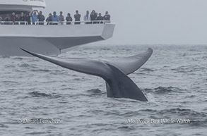 Blue Whale fluking up to dive photo by Daniel Bianchetta
