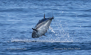 Bluefin Tuna photo by daniel bianchetta