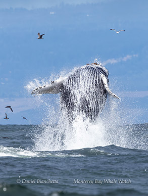 Breaching Humpback Whale photo by Daniel Bianchetta