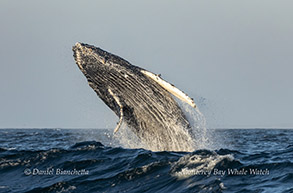 Breaching Humpback Whale photo by Daniel Bianchetta