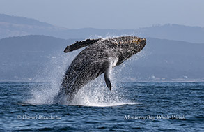 Breaching Humpback Whale photo by Daniel Bianchetta