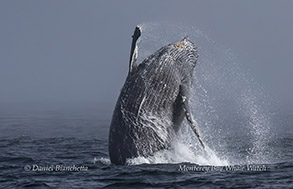 Breaching Humpback Whale photo by Daniel Bianchetta