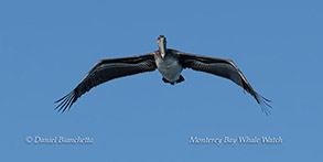 Brown Pelican photo by Daniel Bianchetta