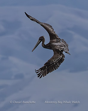 Brown Pelican photo by Daniel Bianchetta