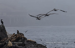 Brown Pelicans and Sea Lions photo by Daniel Bianchetta