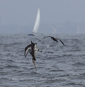 Brown Pelicans photo by Daniel Bianchetta