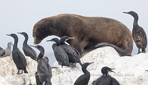 California Sea Lion and Cormorants photo by Daniel Bianchetta