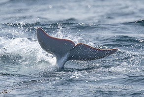Tail of white Risso's Dolphin photo by Daniel Bianchetta