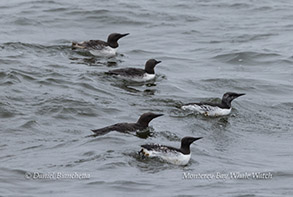 Common Murres photo by Daniel Bianchetta