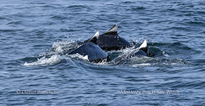 Dall's Porpoise photo by Daniel Bianchetta