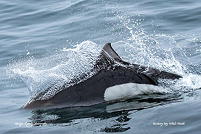 Dall's Porpoise surfacing fast photo by Morgan Quimby