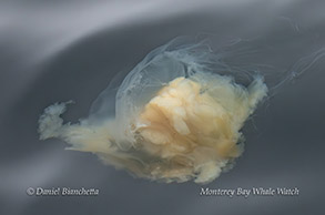 Egg Yolk Jellyfish photo by Daniel Bianchetta