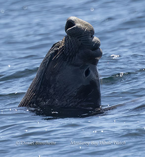 Elephant Seal photo by daniel bianchetta