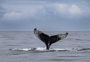 Flukes of Humpback Whale 'Victor' photo by Daniel Bianchetta