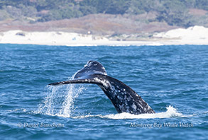Gray Whale flukes photo by daniel bianchetta